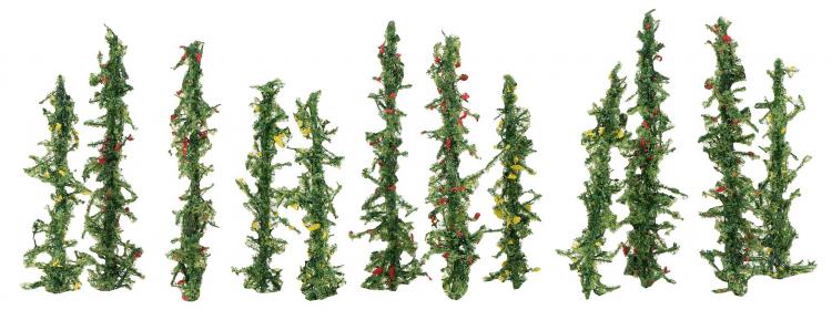 12 PIEDS DE HARICOTS VERTS