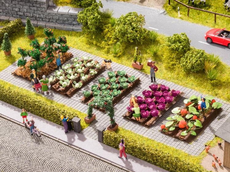 PARTERRES DE CHOU-FLEURS 4 BANDES DE 4 CHOUX